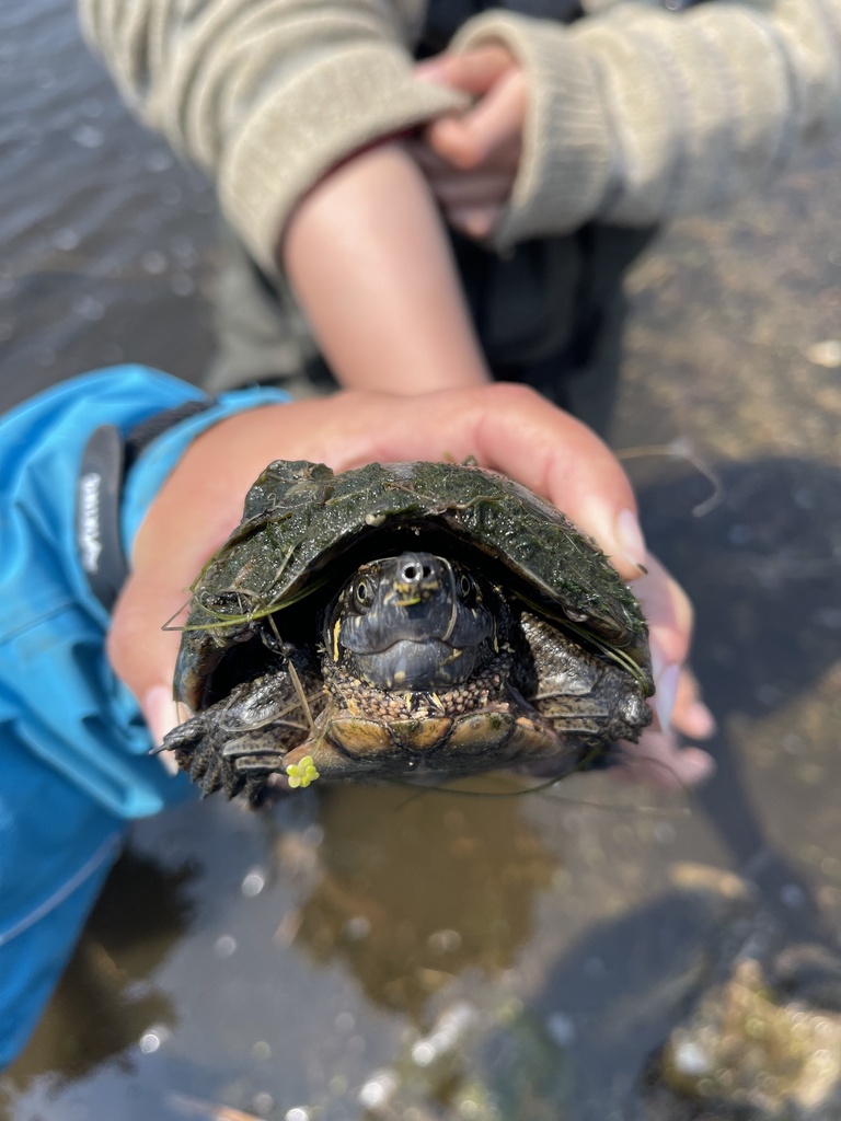 Eastern Musk Turtle