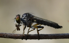 Ommatiinae