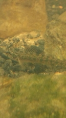 Etheostoma gracile