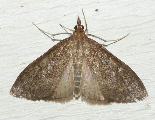 Dogbane Saucrobotys Moth photo 3