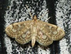 Anania tertialis