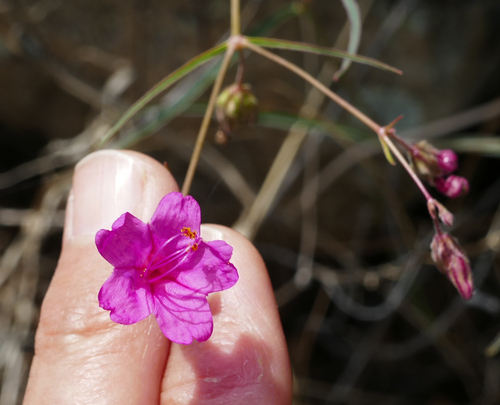 Scarlet four o'clock (Mirabilis coccinea)