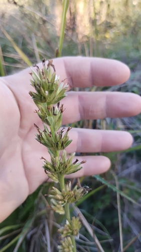 Image of Orthopappus angustifolius by no rights reserved
