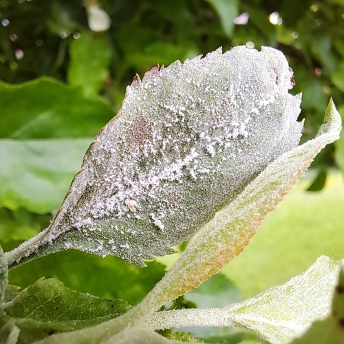 apple powdery mildew