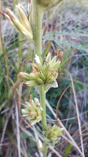 Image of Orthopappus angustifolius by no rights reserved