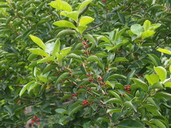 Ilex rotunda microcarpa