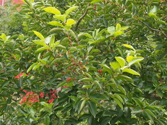 Ilex rotunda microcarpa