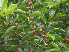 Ilex rotunda microcarpa