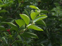 Ilex rotunda microcarpa