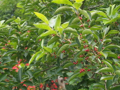 Ilex rotunda microcarpa