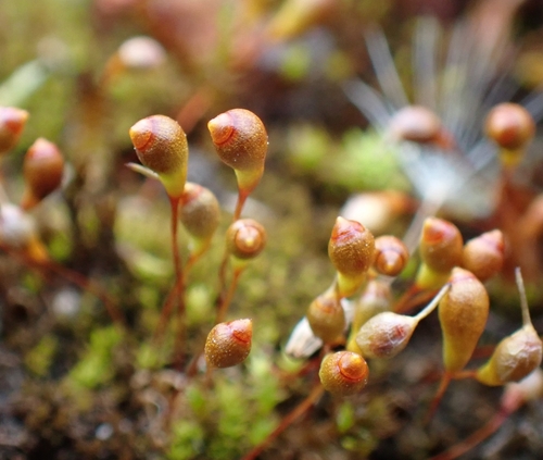 Image of Entosthodon muhlenbergii by (c) Helen Waterman, some rights reserved (CC BY)