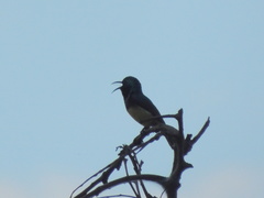 Cinnyris venustus