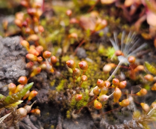 Image of Entosthodon muhlenbergii by (c) Helen Waterman, some rights reserved (CC BY)