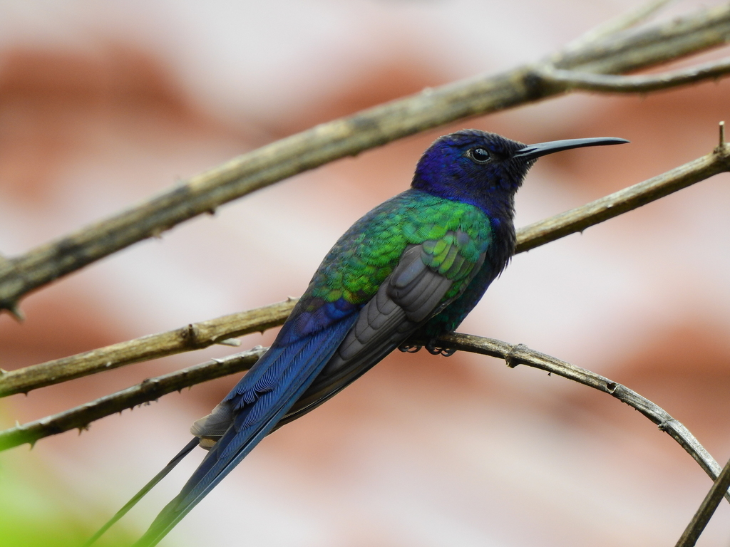 Swallow-tailed Hummingbird