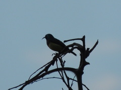 Cinnyris venustus