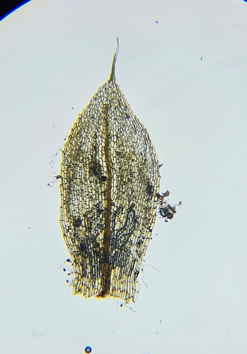 Image of Entosthodon muhlenbergii by (c) Helen Waterman, some rights reserved (CC BY)