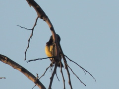 Cinnyris venustus