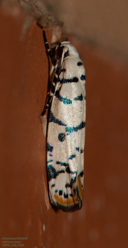 Ladder-backed Ethmia Moth photo 4