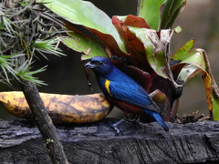 Euphonia pectoralis