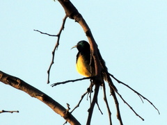 Cinnyris venustus