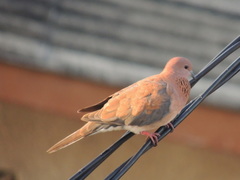 Streptopelia senegalensis