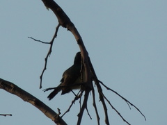 Cinnyris venustus
