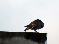 Columba guinea