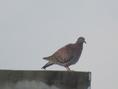 Columba guinea