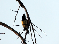 Cinnyris venustus