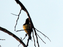 Cinnyris venustus