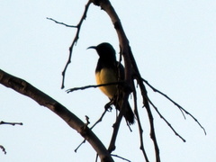 Cinnyris venustus