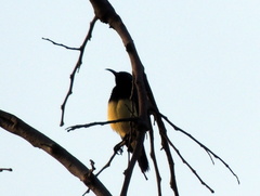 Cinnyris venustus