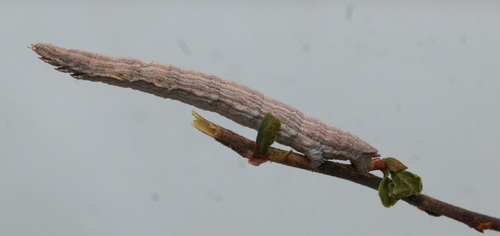 Saw-wing photo 4