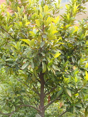 Garcinia oblongifolia