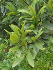 Garcinia oblongifolia