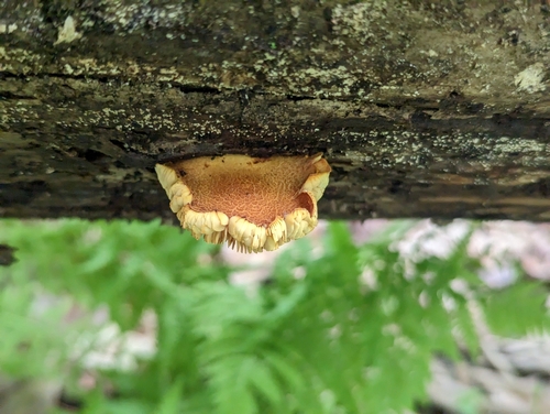 Pholiota