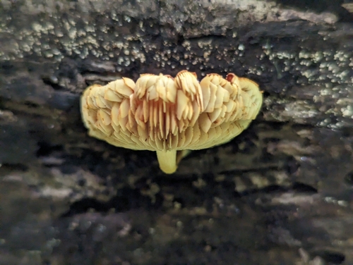 Pholiota (Photo 2 of 3)
