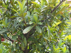 Garcinia oblongifolia
