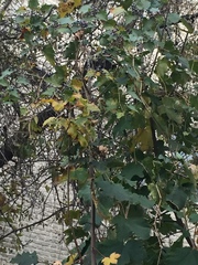 Ampelopsis glandulosa