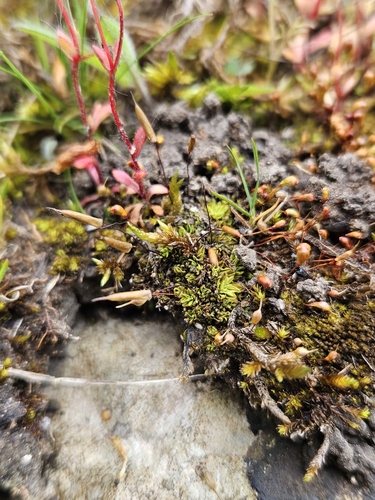 Image of Encalypta vulgaris by (c) Helen Waterman, some rights reserved (CC BY)
