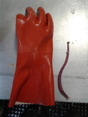 Notostomum cyclostomum