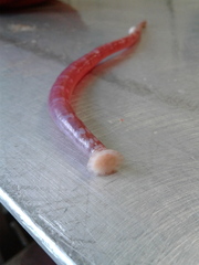 Notostomum cyclostomum