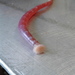 Striped Sea-Leech - Photo (c) Vanessa A Roberts, some rights reserved (CC BY-NC), uploaded by Vanessa A Roberts