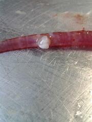 Notostomum cyclostomum