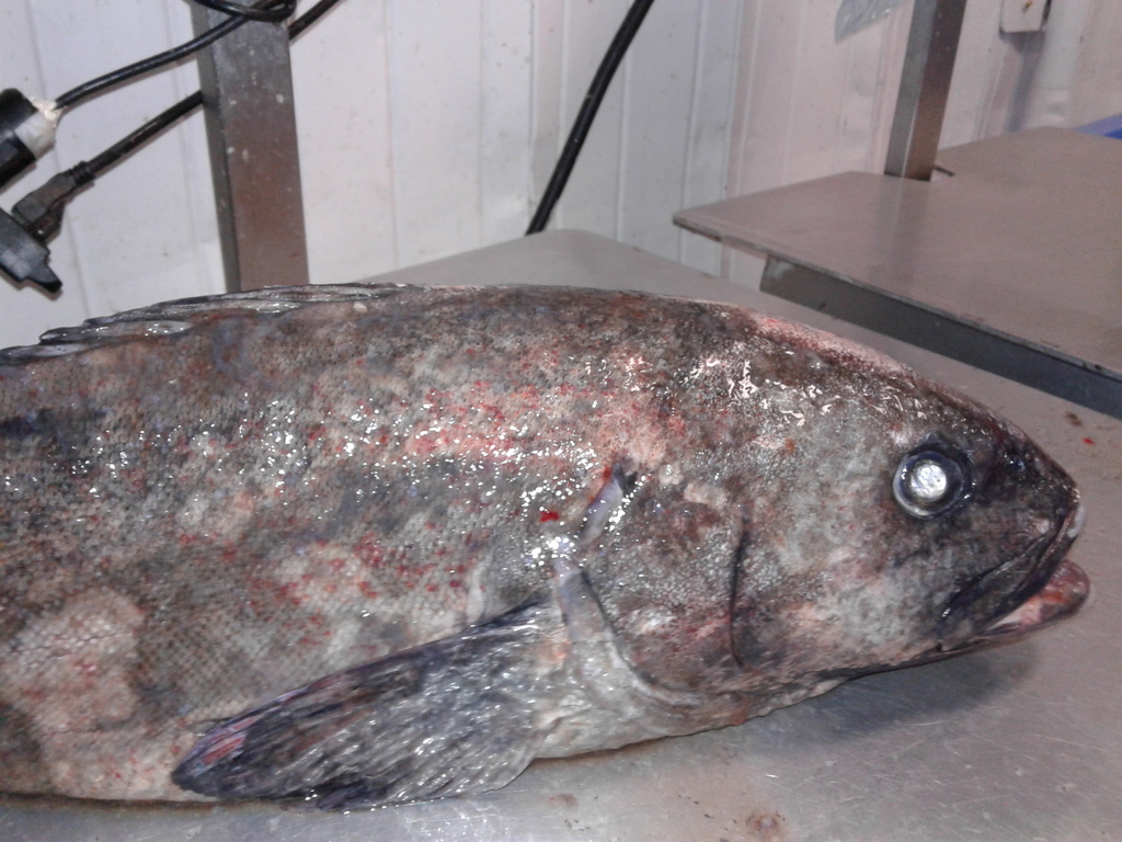 Skilfish (Erilepis zonifer) — Anoplopomatidae