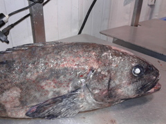 Erilepis zonifer