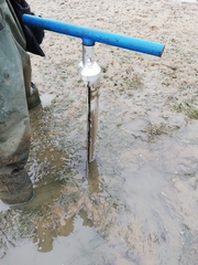 Zostera nigricaulis