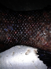 Erilepis zonifer