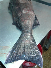 Erilepis zonifer