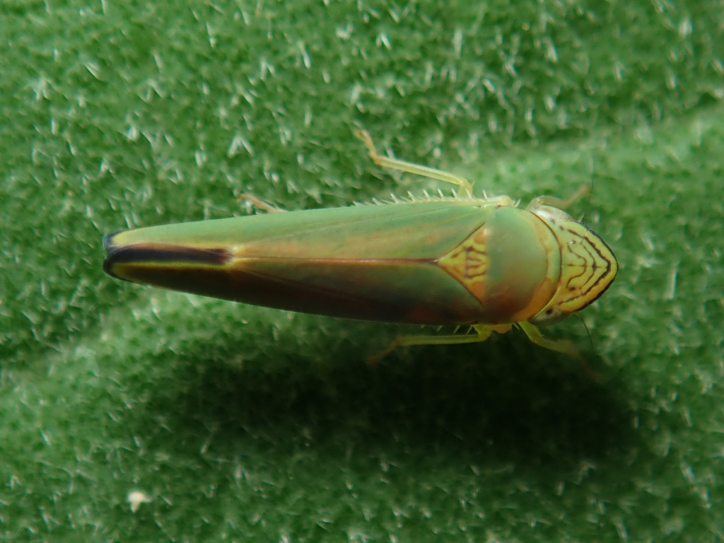 Graphogonalia